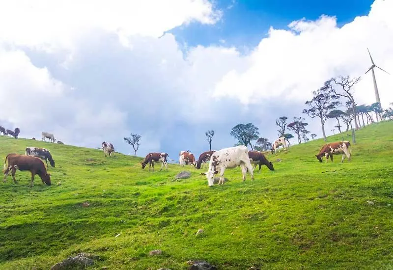 Green Mount View Two Bed Room Apartment Nuwara Eliya